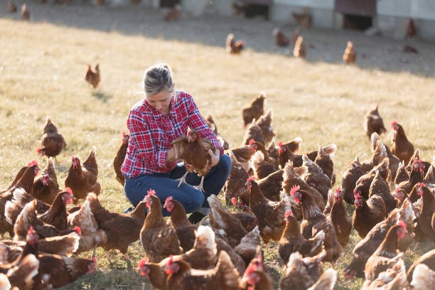 Feeding Chickens